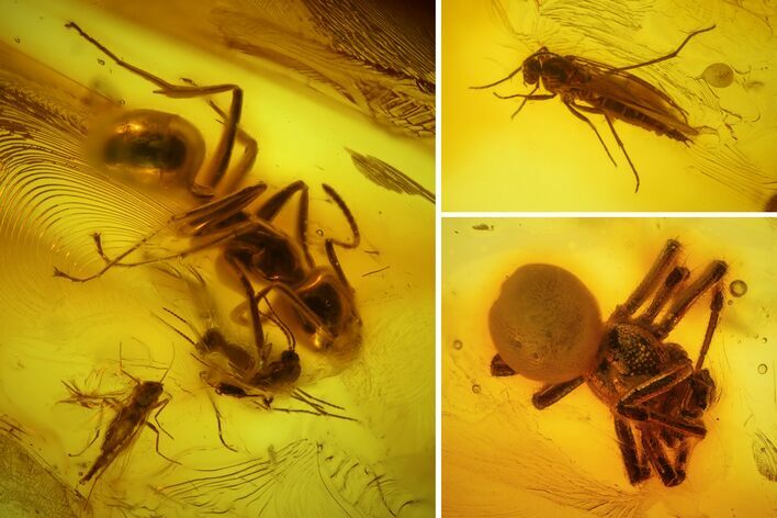 Detailed Fossil Fly, Ant and Spider in Baltic Amber #128329